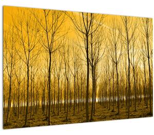 Tablou - Palntație cu pomi (90x60 cm)