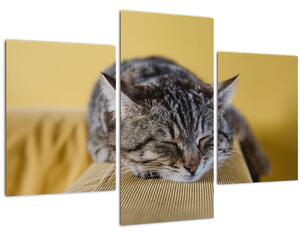Tablou cu pisica pe fotoliu (90x60 cm)
