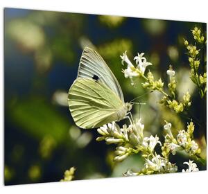 Tablou cu fluture (70x50 cm)