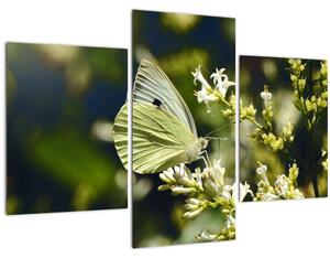 Tablou cu fluture (90x60 cm)