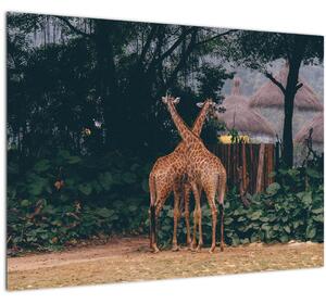Tablou pe sticlă cu două girafe (70x50 cm)