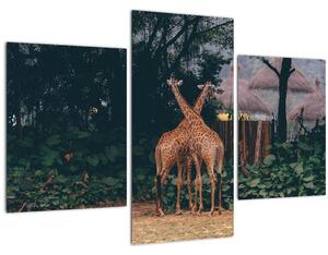 Tablou cu două girafe (90x60 cm)
