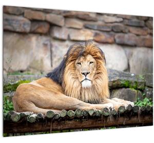 Tablou cu leu (70x50 cm)