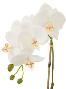 Orhidee alba 23/40/17 cm