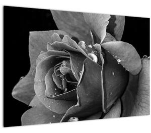 Tablou cu trandafir - albneagră (90x60 cm)