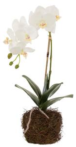 Orhidee alba 23/40/17 cm