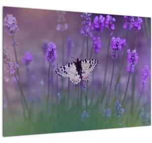 Tablou - fluture în lavandă (70x50 cm)