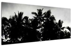 Tablou alb negru - palmieri (120x50 cm)
