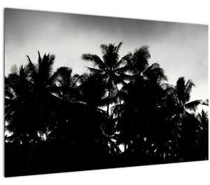 Tablou alb negru - palmieri (90x60 cm)