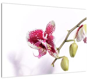 Tablou pe sticlă cu floarea de orhidee (70x50 cm)