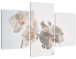 Tablou cu orhidee albă (90x60 cm)
