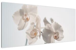 Tablou cu orhidee albă (120x50 cm)