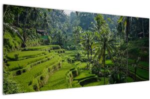 Tablou cu terasele cu orez Tegalalang, Bali (120x50 cm)