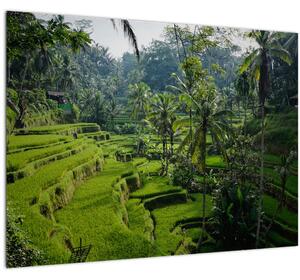 Tablou pe sticlă cu terasele cu orez Tegalalang, Bali (70x50 cm)