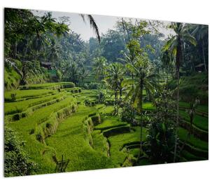 Tablou cu terasele cu orez Tegalalang, Bali (90x60 cm)