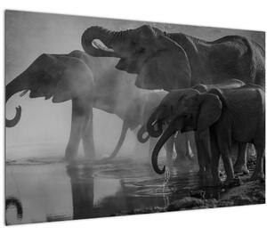 Tablou cu elefanți - albnegru (90x60 cm)