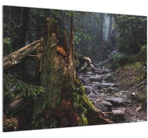Tablou - În pădure (70x50 cm)
