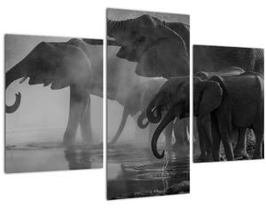 Tablou cu elefanți - albnegru (90x60 cm)