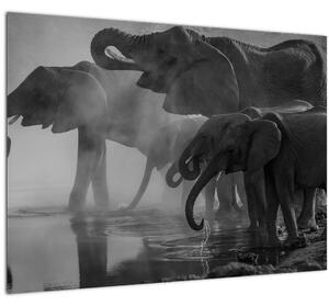 Tablou pe sticlă cu elefanți - albnegru (70x50 cm)
