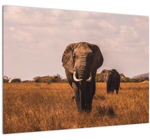 Tablou - Venirea elefantului (70x50 cm)
