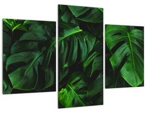 Tablou cu frunze Monstery (90x60 cm)