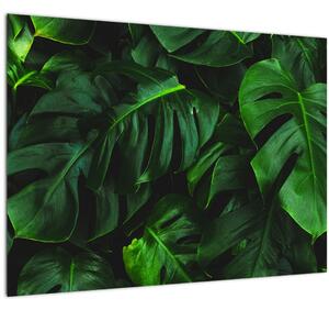 Tablou cu frunze Monstery (70x50 cm)