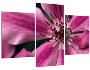 Tablou cu floarea roz de clematis (90x60 cm)