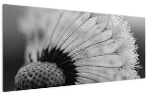 Tablou cu păpădie - albnegru (120x50 cm)