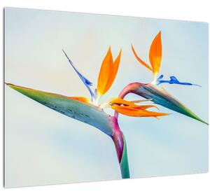 Tablou cu floarea Strelicie (70x50 cm)