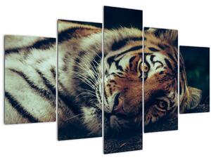 Tablou - Tigrul Siberian (150x105 cm)