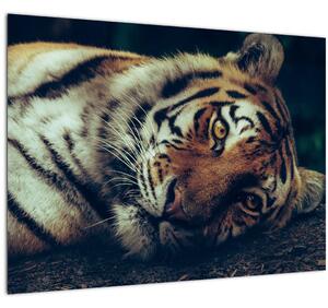 Tablou pe sticlă - Tigrul Siberian (70x50 cm)