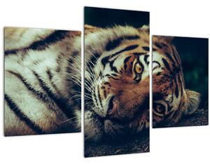 Tablou - Tigrul Siberian (90x60 cm)