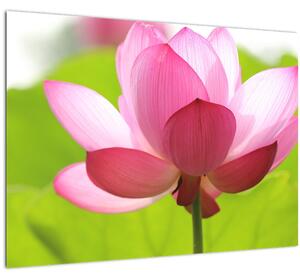 Tablou cu flori de lotus (70x50 cm)