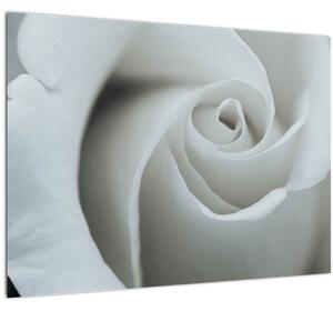 Tablou pe sticlă - Trandafirul alb (70x50 cm)