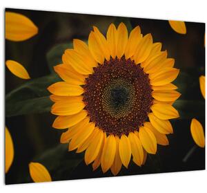Tablou - Floarea soarelui și petale (70x50 cm)