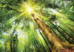Fototapet - Copac în lumina zilei (152,5x104 cm)