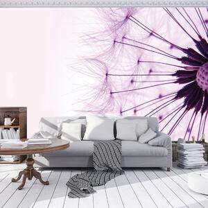 Fototapet - Păpădie - violetă (152,5x104 cm)