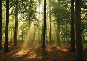 Fototapet - Pădurea în lumina zilei (254x184 cm)