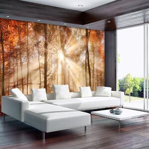Fototapet - Pădurea de toamnă în lumina solară (254x184 cm)