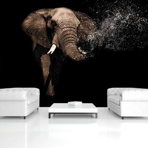 Fototapet - Elefant (152,5x104 cm)