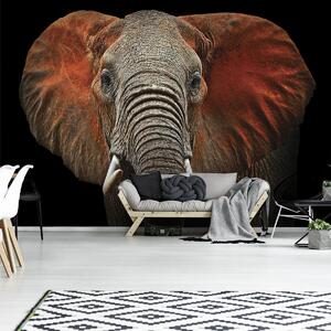 Fototapet - Elefant - urechi roșii (254x184 cm)