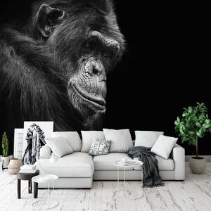 Fototapet - Gorila (152,5x104 cm)