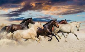 Fototapet - Galopul cailor Mustang (254x184 cm)