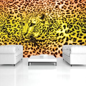 Fototapet - Gepard leopard animal (152,5x104 cm)
