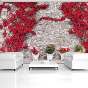 Fototapet - Plante care se întind pe perete din piatră (254x184 cm)