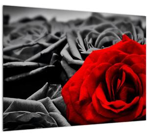 Tablou pe sticlă - Flori de trandafir (70x50 cm)