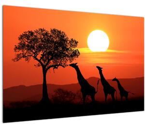 Tablou cu girafe în apus de soare (90x60 cm)