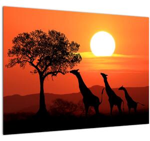 Tablou pe sticlă cu girafe în apus de soare (70x50 cm)