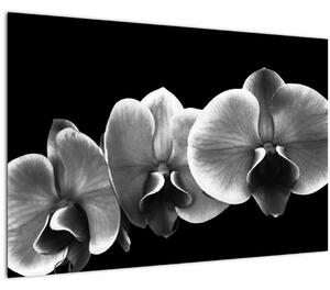 Tablou floare de orhidee (90x60 cm)