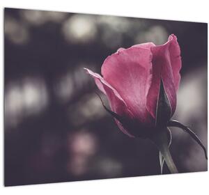 Tablou - Detaliu florii de trandafir (70x50 cm)